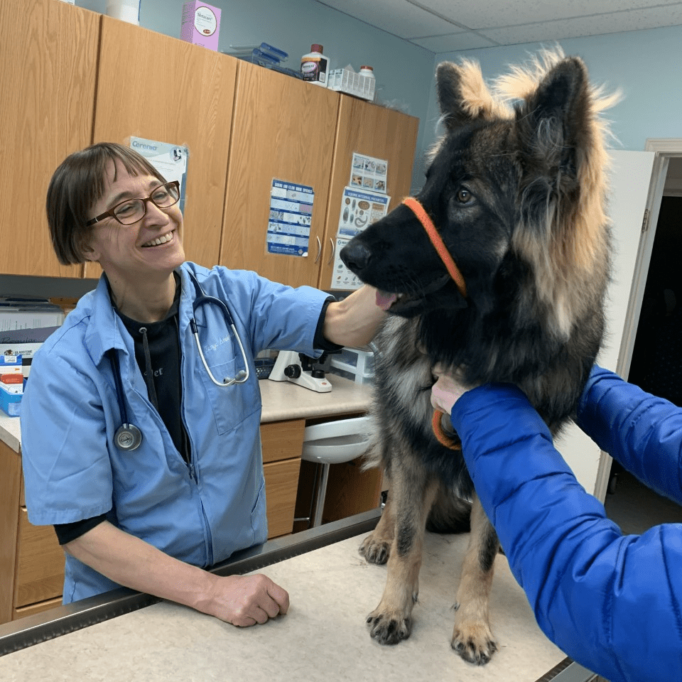 About GLADSTONE VET CLINIC